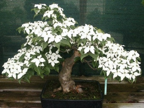 Rare Kousa - Kousa Dogwood - Korean Dogwood - Japanese Dogwood - Cornus Kousa Milky Way - Vesta Market