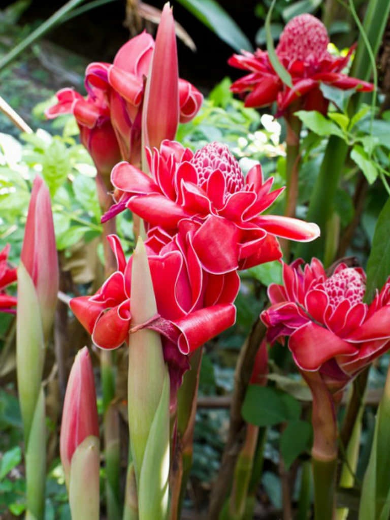 Torch Ginger - Etlingera Elatior - Alpinia magnifica Roscoe - Painted Net Leaf Pink 4 seeds Vesta Market