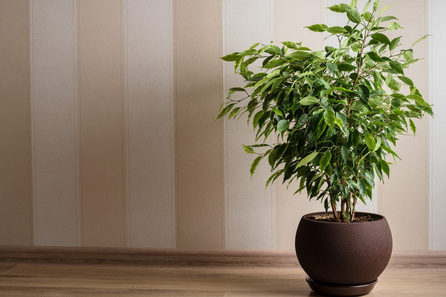 Java Fig - Ficus Benjamina - Weeping Fig - Benjamin Tree - 20 seeds - Vesta Market