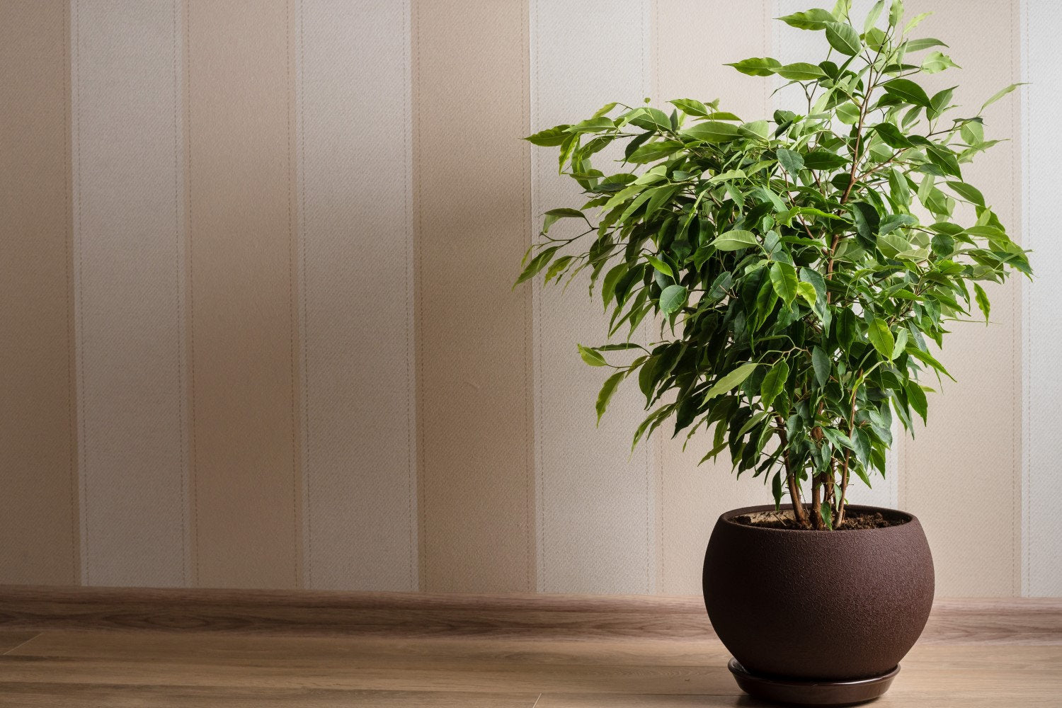 Java Fig - Ficus Benjamina - Weeping Fig - Benjamin Tree - 20 seeds - Vesta Market