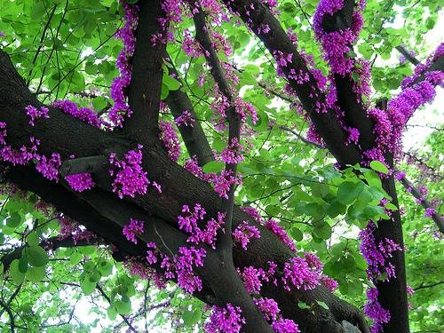 Love Tree - Judas Tree - Edible Flowers - 20 Seeds - Vesta Market