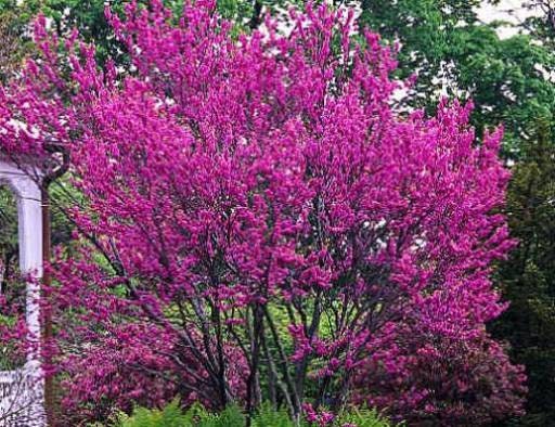 Love Tree - Judas Tree - Edible Flowers - 20 Seeds - Vesta Market