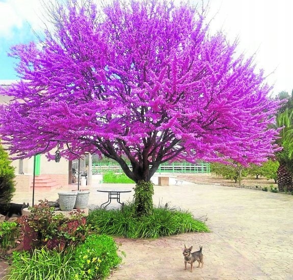 Love Tree - Judas Tree - Edible Flowers - 20 Seeds - Vesta Market