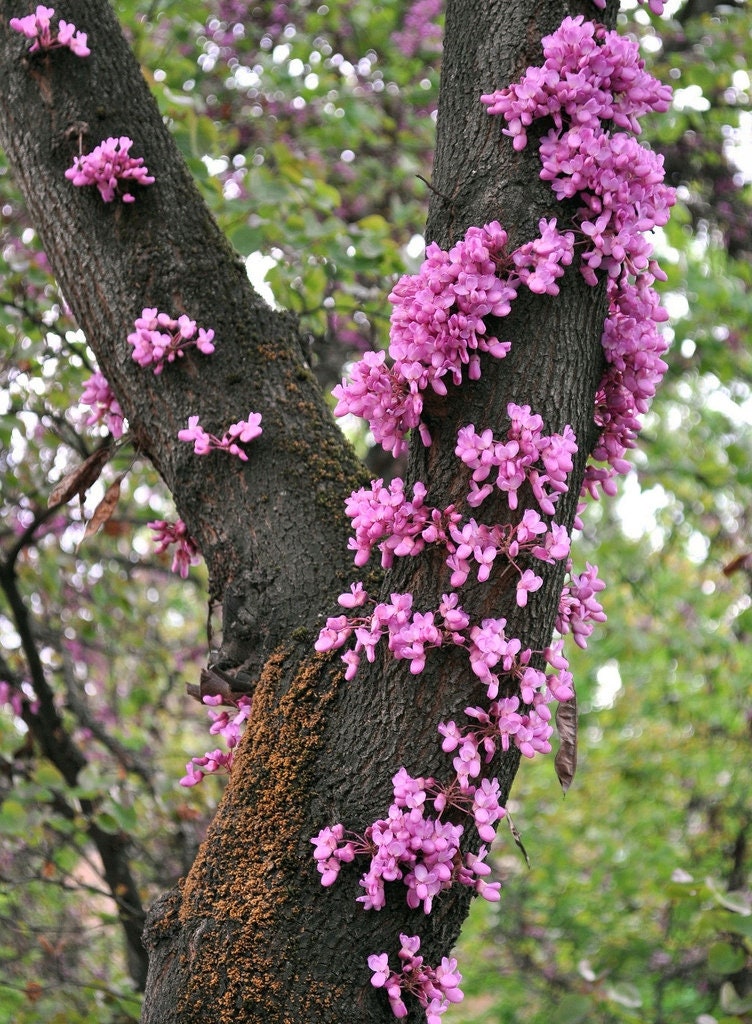 Love Tree - Judas Tree - Edible Flowers - 20 Seeds - Vesta Market