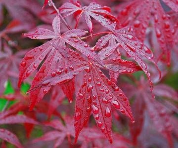 Red Japanese Maple - Red Leafs - Red Dissected Japanese Maple - Acer Palmatum var. Atropurpureum - 10 Seeds Vesta Market