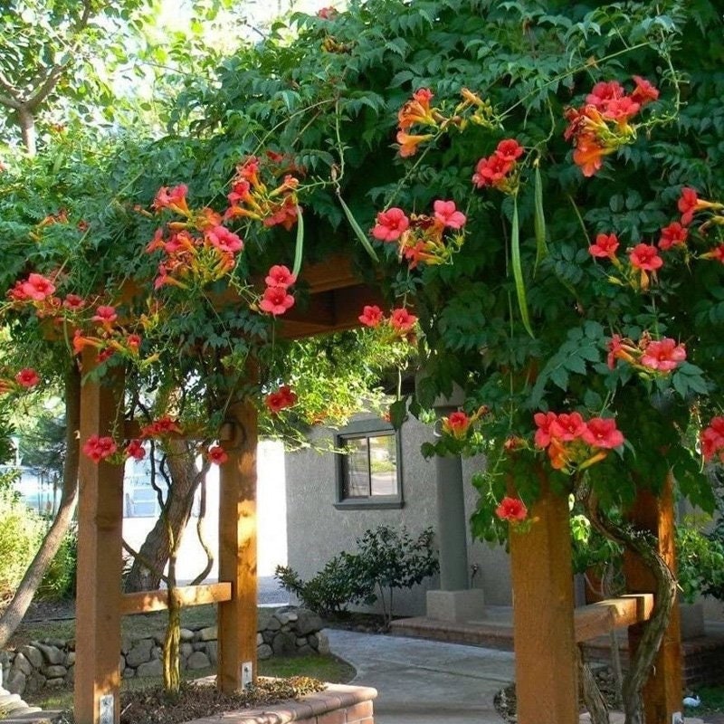 Rare Trumpet Vine - Devil's Shoestring - Cow Vine (Campsis Radicans) 40 Seeds - Vesta Market