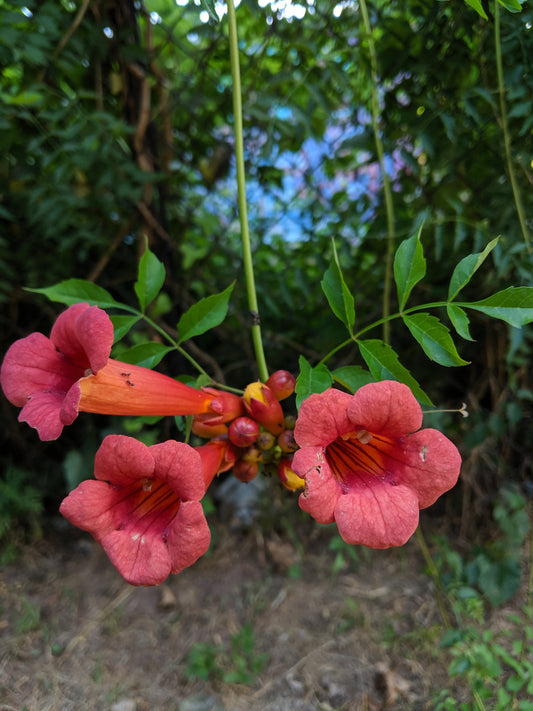 Rare Trumpet Vine - Devil's Shoestring - Cow Vine (Campsis Radicans) 40 Seeds - Vesta Market